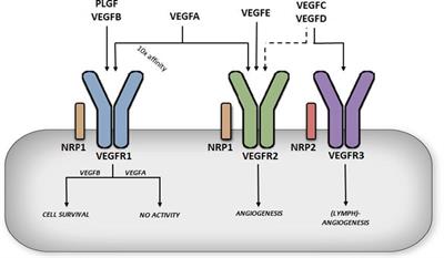 Frontiers | Vascular Endothelial Growth Factor B And Its Signaling